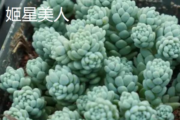 哪些多肉植物比较容易养，可选择姬胧月、虹之玉、冬美人等品种