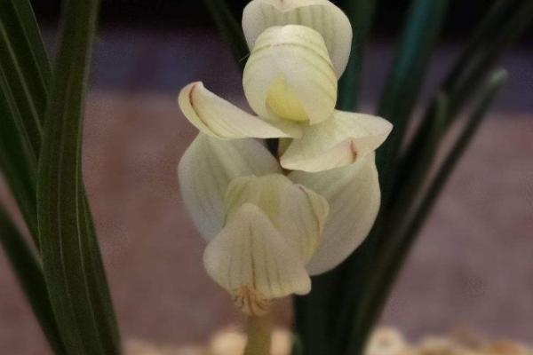 我国珍贵兰花品种介绍，常见以下十种