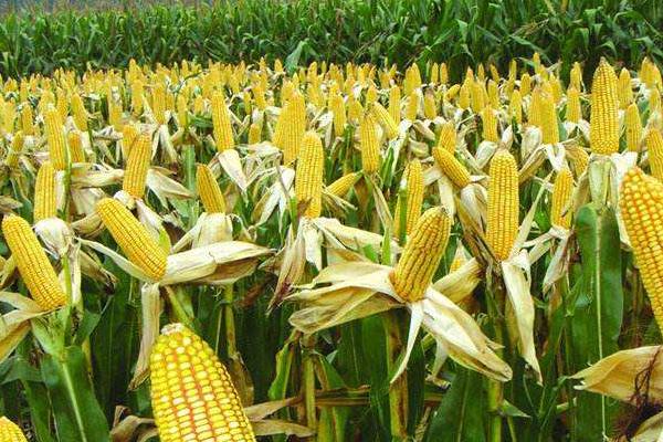 先得利198玉米种子介绍，适宜播期4月下旬