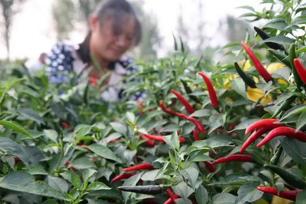 辣椒的施肥方法，应增施优质有机肥