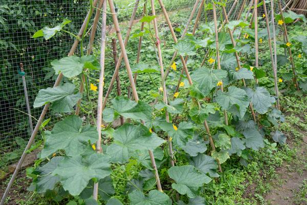 秋黄瓜的种植时间，8月初苗期可避开暑期高温