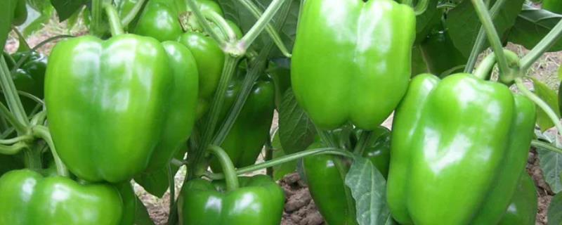 青椒属于蔬菜吗，常作为配菜使用
