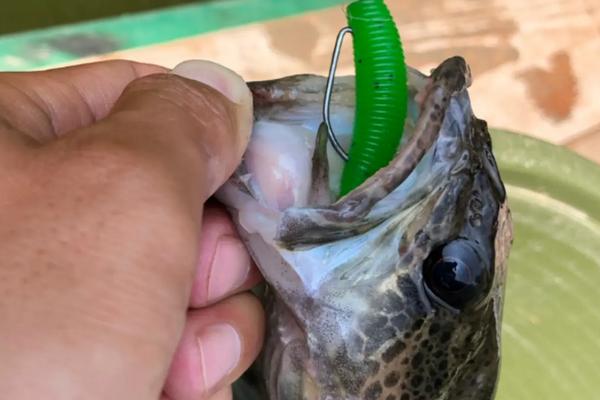 钓鳜鱼什么时间较合适，一天中凌晨和傍晚比较活跃