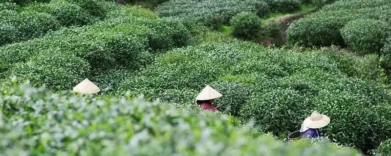 谷雨时节的习俗，采茶正值适期
