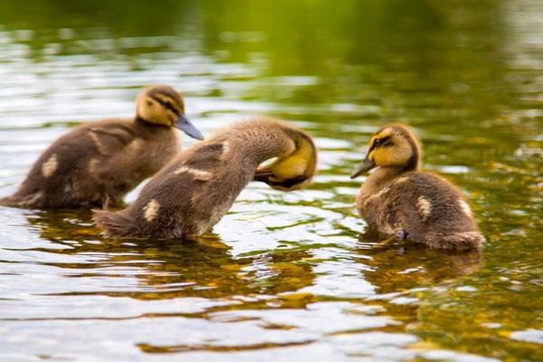 小鸭子出生多少天下水，出壳5天后选择水温适宜的浅水区