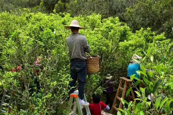 茶树采摘后的管理方法，追肥可修剪可为后期丰产打下基础