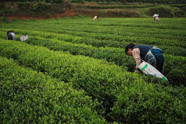 茶树采摘后的管理方法，追肥可修剪可为后期丰产打下基础