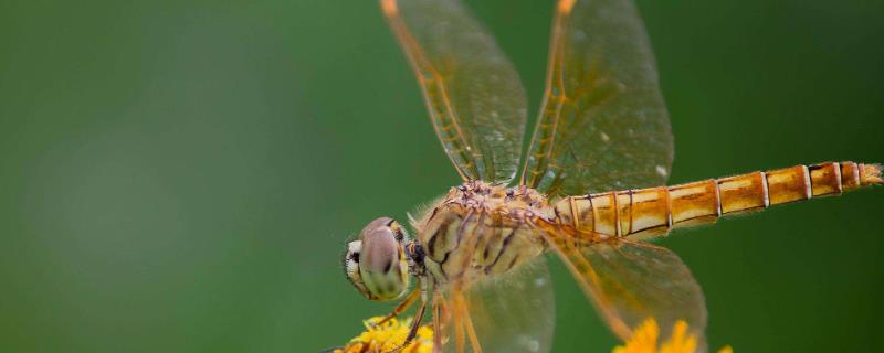 蜻蜓捕捉什么地方的害虫，属于蚊子最大的天敌