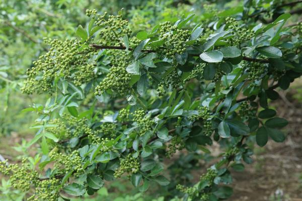 花椒播种时间和方法，春秋季节均可适期播种