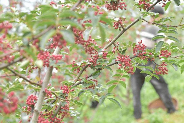 花椒播种时间和方法，春秋季节均可适期播种