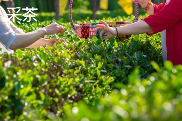 谷雨时节的习俗，采茶正值适期