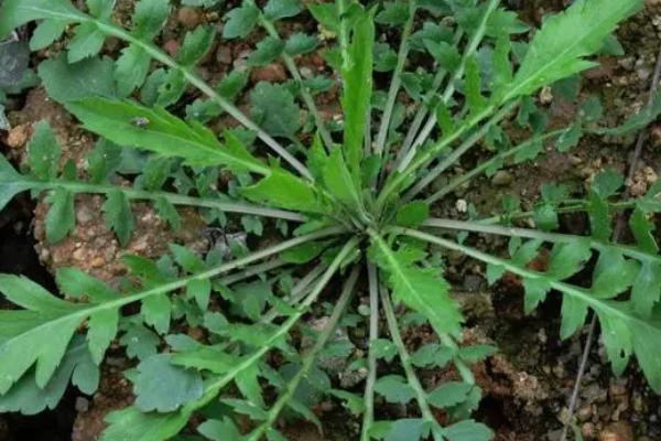 谷雨时节的习俗，采茶正值适期