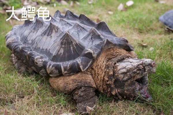 鳄龟是不是鳄鱼和乌龟杂交产生的，其实只是外观近似鳄鱼