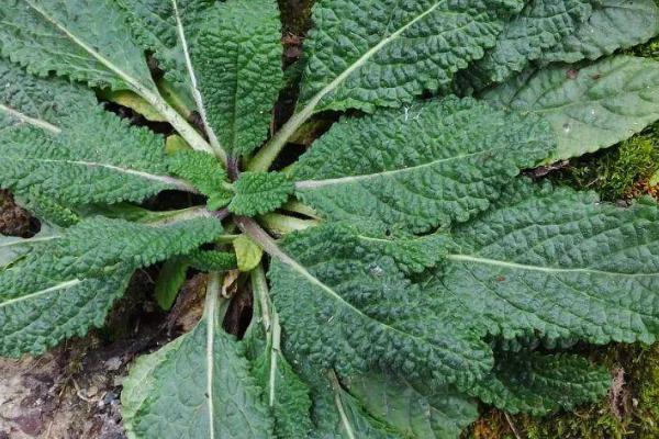 雪见草的种植方法，在我国农村随处可见