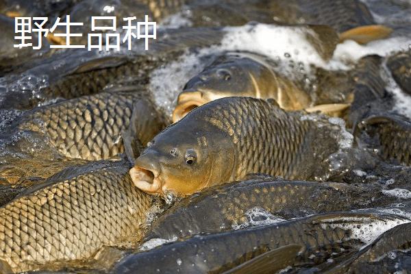 鲤鱼什么时间钓合适，是常见的淡水鱼类