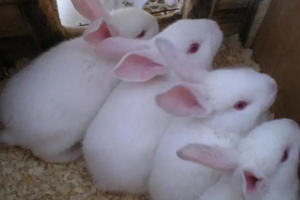 獭兔配种技术，直接影响着獭兔的产量