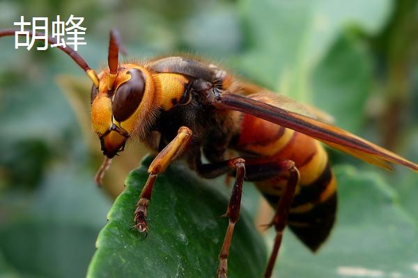 哪种蜜蜂的腰比较细，常见品种包括细腰蜂