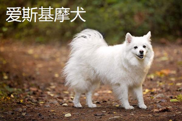 萨摩耶犬和爱斯基摩犬的区别，体型和毛发都不同