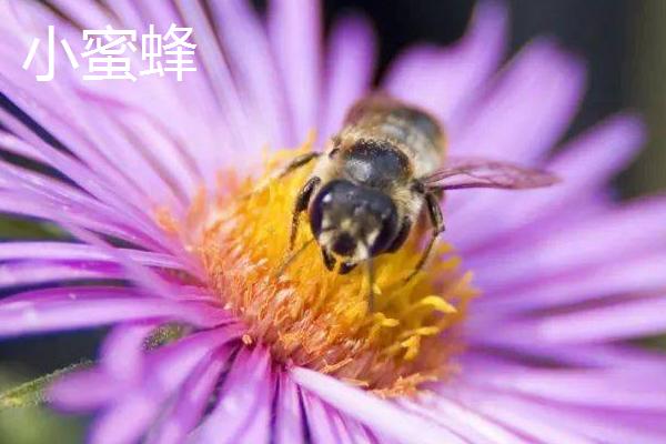 小蜜蜂和大蜜蜂有什么区别，小蜜蜂也叫小草蜂