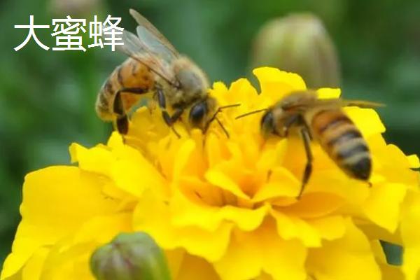 小蜜蜂和大蜜蜂有什么区别，小蜜蜂也叫小草蜂