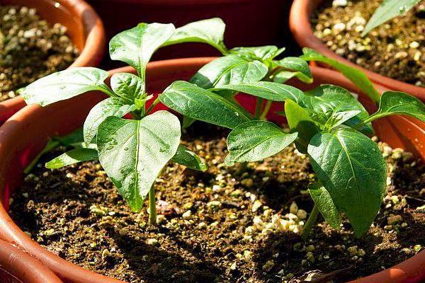 辣椒籽能否直接种植，播种后要注意保持湿度