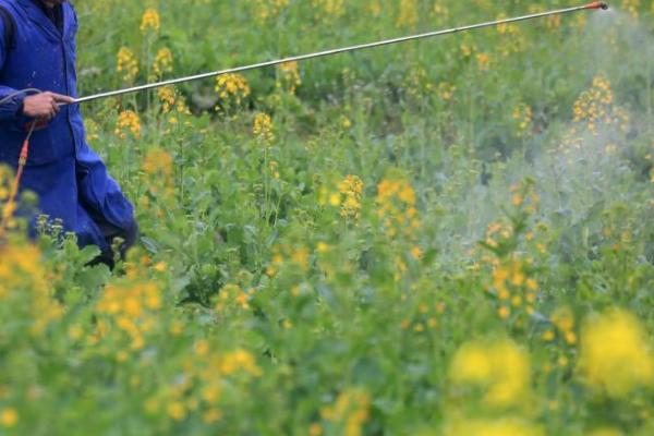 春季怎么对油菜施肥，苗势弱的地块要重施肥料