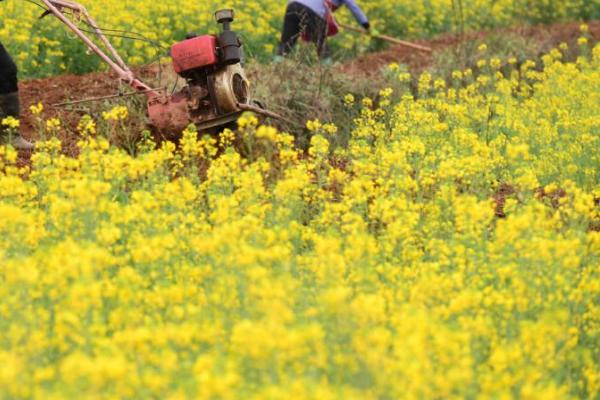 春季怎么对油菜施肥，苗势弱的地块要重施肥料