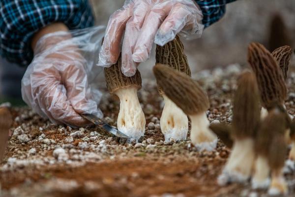 高效栽培羊肚菌的方法，早春保持适温可刺激子实体形成