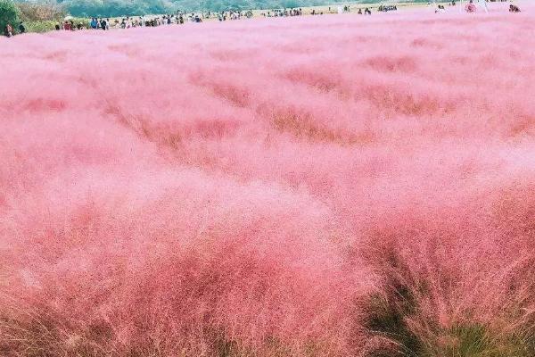 粉黛乱子草是什么，世界各地普遍引种栽培