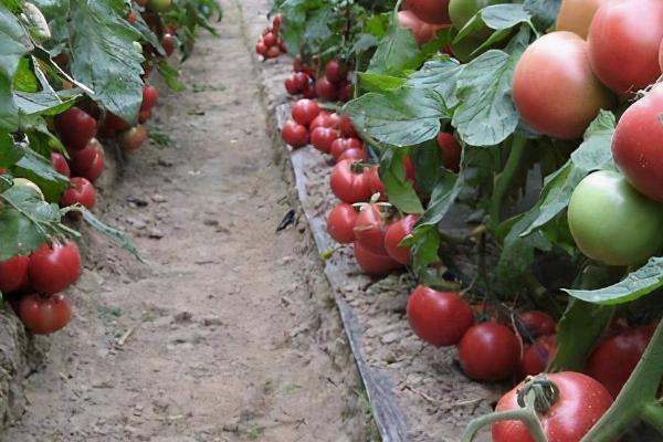 西红柿膨果肥的巧用方法，减少氮肥的施入量