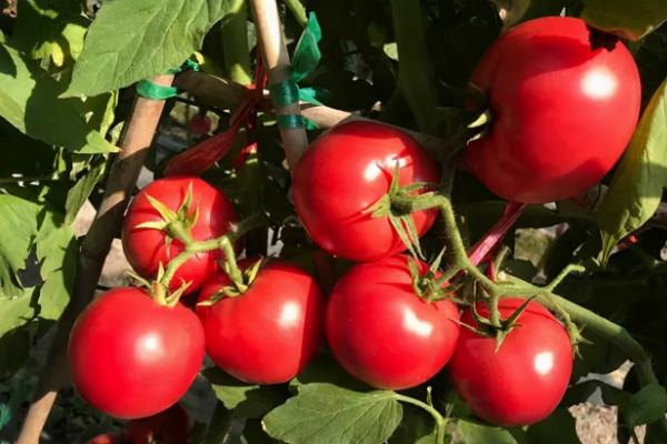 西红柿膨果肥的巧用方法，减少氮肥的施入量