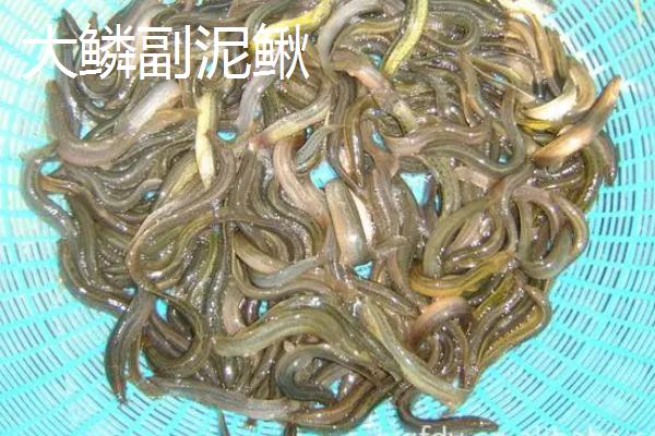 泥鳅苗价格，品种不同价格不同