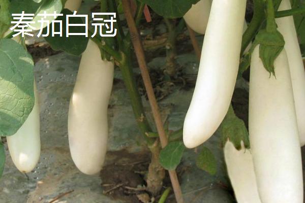 适合温室大棚种植的茄子品种，产量为王