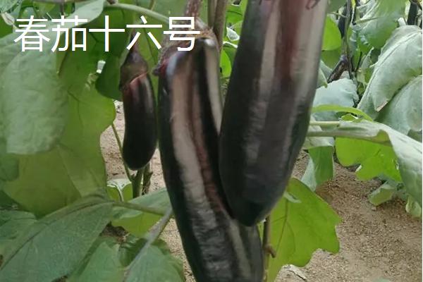 适合温室大棚种植的茄子品种，产量为王