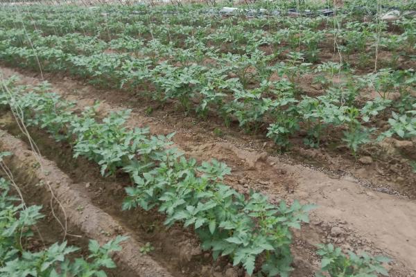 番茄育苗技术，直接影响品质及产量
