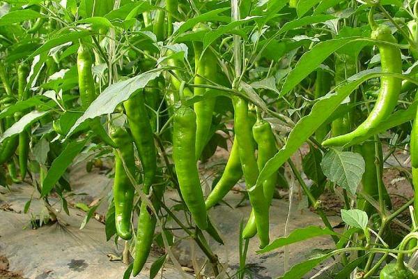 辣椒的施肥方式，不同生长阶段所需肥不同