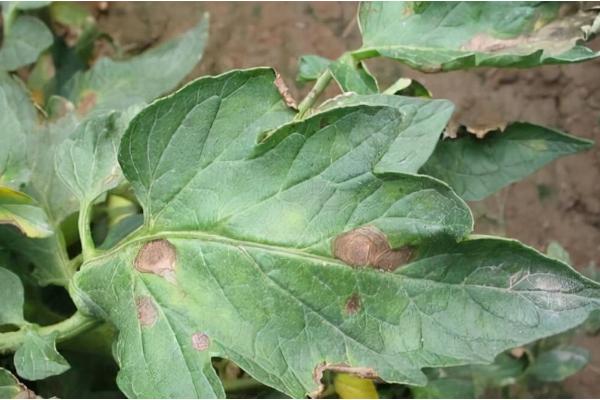 大棚番茄性斑疹病如何防治，反季节栽培的更容易发生病害