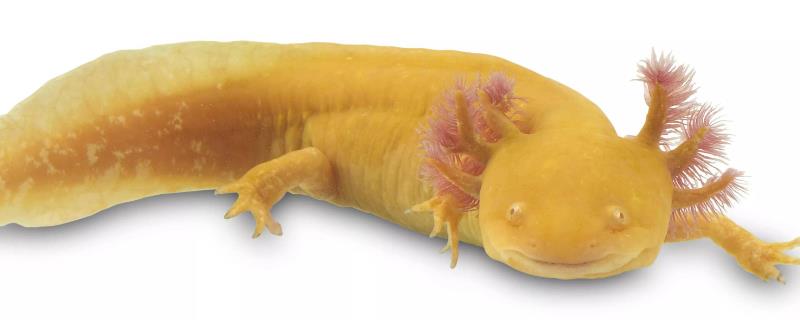 蝾螈的品种，帝王蝾螈已被列入濒危物种