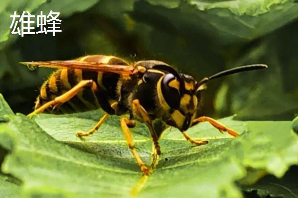 黄腰胡蜂简介，是典型的杂食性昆虫