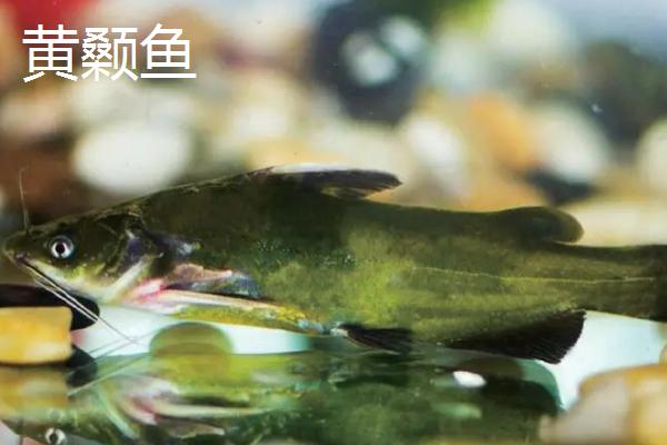 蚯蚓钓鱼法，是名副其实的“万能饵料”