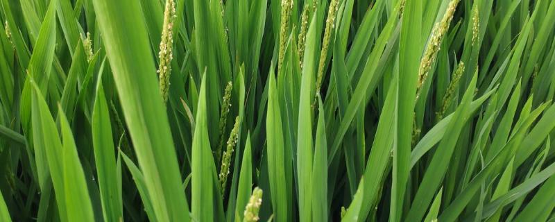 两优2978水稻种子特征特性，亩秧田播种量10公斤以内