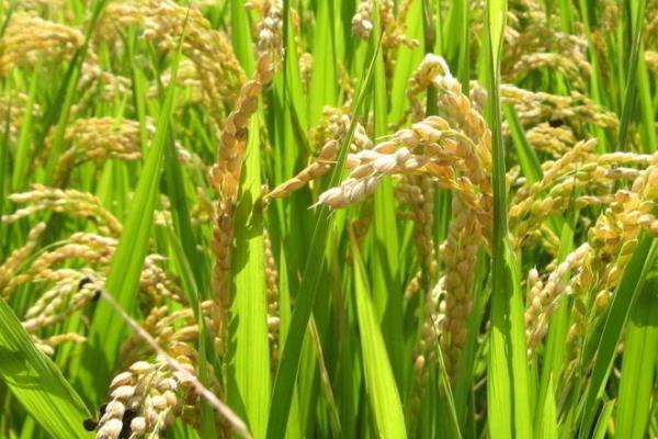T两优860水稻种子特征特性，全生育期137.6天