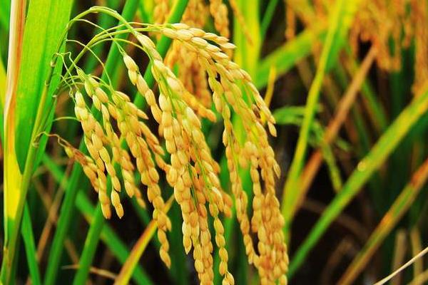 明德两优明占水稻种简介，每亩有效穗数15.8万穗