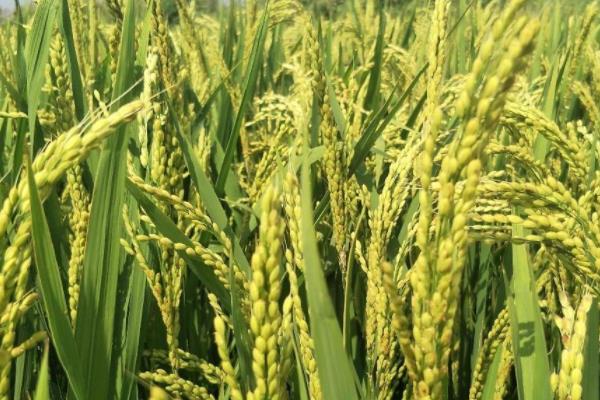 明德两优明占水稻种简介，每亩有效穗数15.8万穗