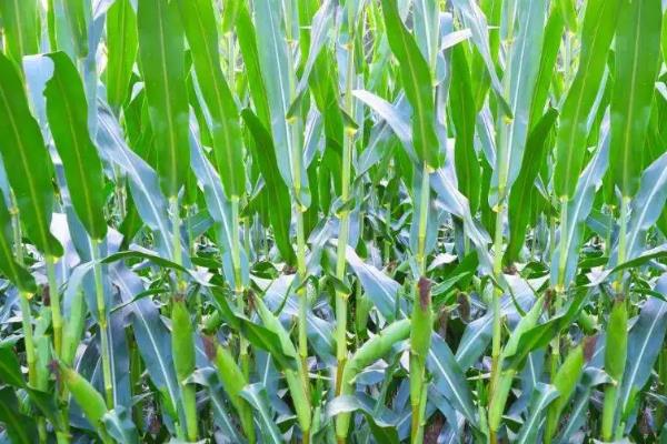 未来928玉米品种的特性，大喇叭口期灌心叶防治玉米螟虫