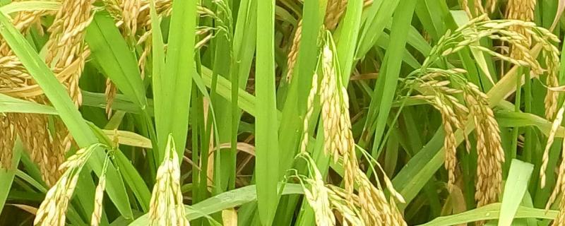 龙粳46水稻种简介，中抗稻曲病（病穗率7.0%）