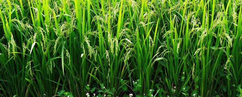 绿旱两优888水稻种子特点，全生育期119.8天
