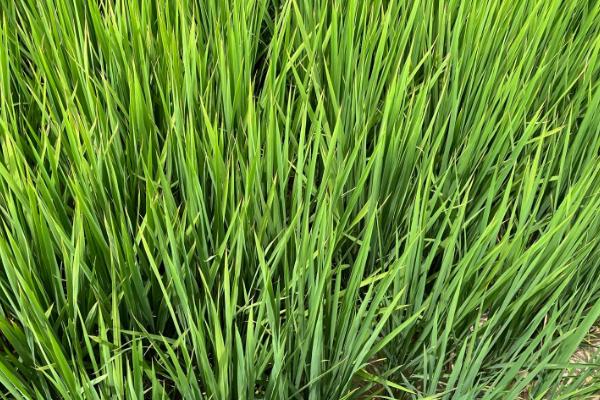 绿旱两优888水稻种子特点，全生育期119.8天