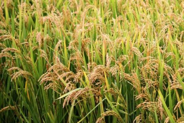 华粳K168水稻品种简介，全生育期142.5天