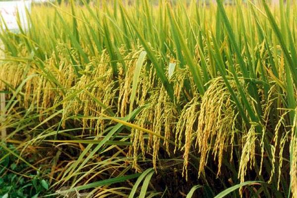 桥两优569水稻种子特征特性，4月中旬至5月中旬播种